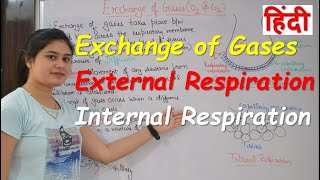 Exchange of Gases in hindi  External and internal Respiration  mechanism of gas exchange [upl. by Nidak543]