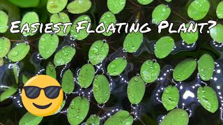 Easy Floating Plant Salvinia [upl. by Mikahs]