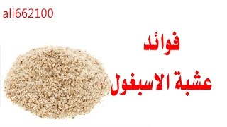 فوائد عشبه الاسبغول  benefits herb Plantago Ovata [upl. by Noyerb]