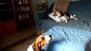 Beagles howling [upl. by Dolph]