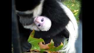 Baby Colobus Monkey at the Fort Wayne Childrens Zoo [upl. by Farrand492]