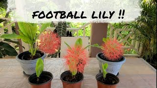 Growing Football lily Scadoxus multiflorus in Warmer Climates [upl. by Berna788]