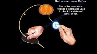 Bulbocavernosus Reflex Spinal shock  Everything You Need To Know  Dr Nabil Ebraheim [upl. by Novets425]