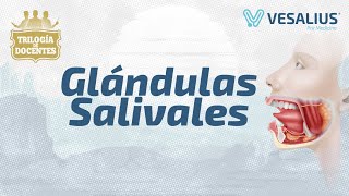 GLÁNDULAS SALIVALES [upl. by Octavius909]