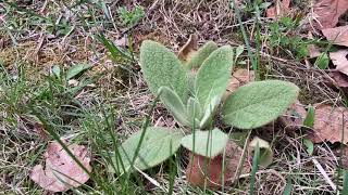 early spring mullein vs lamb’s ear with herbalist jim mcdonald [upl. by Manvell]