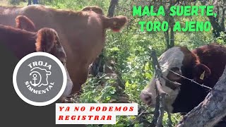 TORO AJENO NOS DEJA SIN REGISTRO UNA CRÍA Trojasimmental2020 ganaderos trojasimmental ganado [upl. by Glad59]