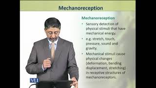 Mechanoreception  Animal Physiology and Behavior Theory  ZOO502TTopic053 [upl. by Verla]