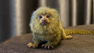 The Most Tiny Cutest Pygmy Marmoset Monkey On Earth [upl. by Arlee849]