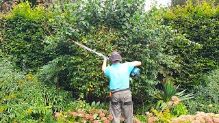 Overgrown Philadelphus and Spirea Bushes  Summer Trimming [upl. by Range]