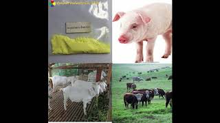 Oxytetracycline HCl soluble powder for animal use [upl. by Naimed827]