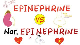 Epinephrine vs NorEpinephrine [upl. by Aiekam]