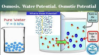 Osmosis  Water Potential  Solute Potential  Osmotic Potential  Osmotic Pressure [upl. by Ahsehat995]