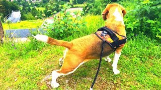 HOW IS WALKING A BEAGLE LIKE FUNNY BEAGLE DOG LOUIE [upl. by Alleyn]