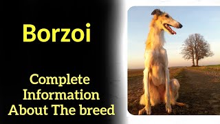 Borzoi Pros and Cons Price How to choose Facts Care History [upl. by Reilly151]