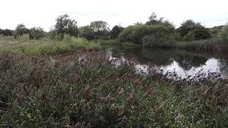 The Hidden Pond Pennington Flash [upl. by Homovec]