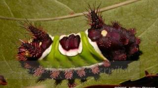 Saddleback Caterpillar  Bites and Stings Series [upl. by Dev516]