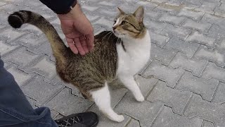 Affectionate Stray Cat Happy to See Me [upl. by Bust]