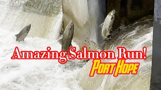 Salmon Run at Port Hope nature fishing live asmr [upl. by Camm554]