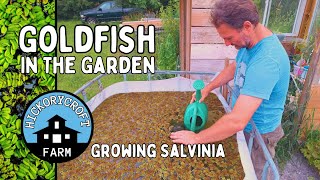 GOLDFISH in the GARDEN Growing Salvinia In A Rain Barrel Goldfish Aquaponics And Gardening [upl. by Aratehs42]