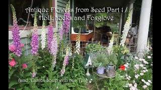 Antique Flowers from seed part 1Hollyhocks and Foxglove [upl. by Gus]