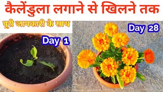 Calendula Flower plant Repoting to Flowering UpdateCalendula flower plant care tips [upl. by Nwahsar]