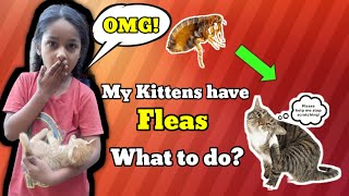 billi ke bacche How to remove fleas in your cat 🤔fleas treatment cat catvlog catlover petslover [upl. by Ailhad]