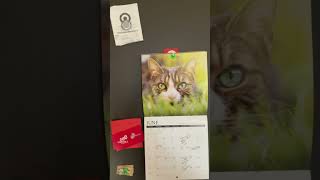 Cat Calendar Cat has Two Different Color Eyes  Friday June 28 2024 [upl. by Jankey]