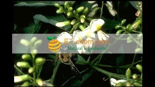 Sophora Japonica extracts Rutin Sophora japonica flower dry extractsbenefits production 2018 [upl. by Yesac]