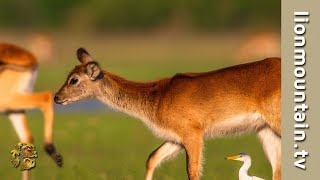 Okavango Delta Wildlife [upl. by Eimerej28]