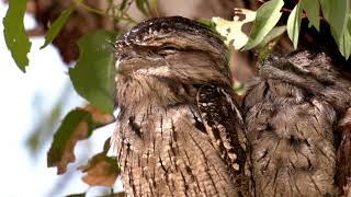 From hatching to fledging – amazing camouflaged Tawny Frogmouth chicks with their parents [upl. by Zetnod]