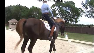 Dressage FEI Schoolmaster For Sale [upl. by Adiaros]