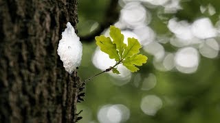 Eichenprozessionsspinner im Garten  Was tun  Eichenprozessionsspinner selber bekämpfen entfernen [upl. by Yager]