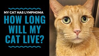 Prognosis and Life Expectancy for Feline Lymphoma Vlog 99 [upl. by Hayimas427]