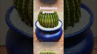 Echinocactus grusonii [upl. by Htomit]