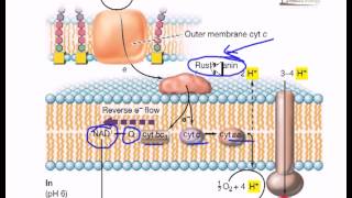 Electron flow in iron oxidizing bacteria [upl. by Labotsirc428]