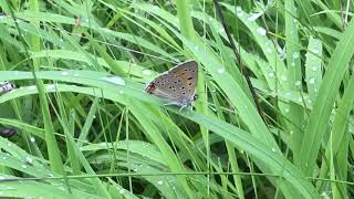 バルカンベニシジミLycaena candens Balkan Copper 20230629 Zmeitsa Altitude 1250m Bulgaria [upl. by Ahterod]