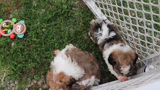 Havanese Puppies Playing SD 480p [upl. by Oicatsana]