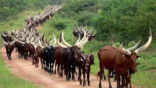 Millions Of Longhorn Cattle In America And Africa Are Raised This Way  Cattle Farming [upl. by Hodge750]