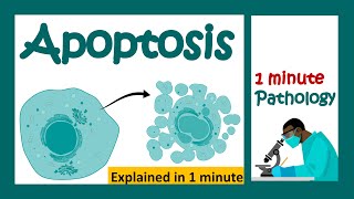 Apoptosis explained in 1 minute  pathology in 1 minutes [upl. by Alyks]