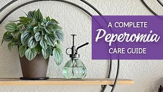 Mastering Peperomia Care The Ultimate Guide [upl. by Akibma]