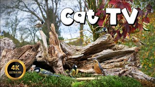 Cat TV for Cats to Watch 🐈  CHAFFINCH ON FEEDER🐦‍⬛ 4K [upl. by Mozes]