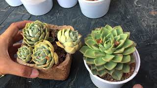 SUMMERS HAVE STARTED BE EXTRA CAREFUL WHILE HANDLING SUCCULENTS  SUCCULENT CARE TIPS [upl. by Jayne]