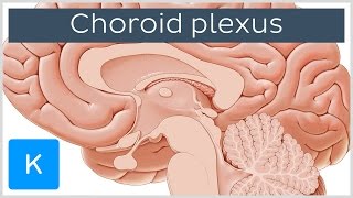 Choroid plexus Plexus Choroideus  Human Anatomy  Kenhub [upl. by Peih]