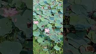 Nelumbo nuciferalotusதாமரை [upl. by Ruttger]