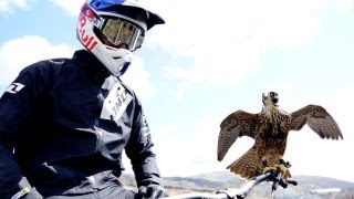 Peregrine falcon hunts downhill rider with Red Bull channel  Earth Unplugged [upl. by Elyrpa]