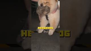 Hedgehog rescued from dog’s mouth animals pets cute healing funny shorts shortvideo [upl. by Calvert]