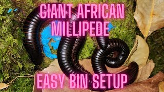 Giant African Millipede Easy Bin Setup [upl. by Hendrik745]