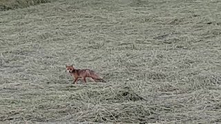 Le renard le campagnol et l’échinococcose [upl. by Schulze]