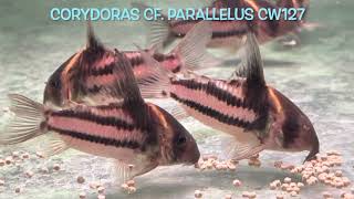 Corydoras cf parallelus CW127 [upl. by Brear]