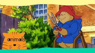 The Adventures of Paddington Bear  Paddington Goes to School  Classic Cartoons for Kids HD [upl. by Jonati352]